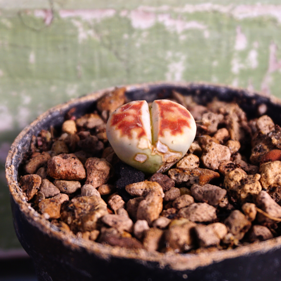 Lithops Karasmontana Summitatum seeds - 10