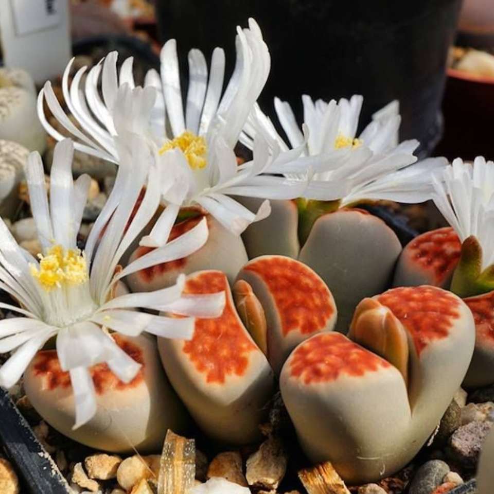 Lithops Karasmontana Summitatum seeds - 10