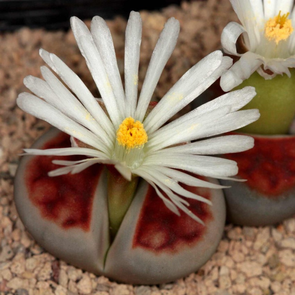 Lithops Karasmontana Summitatum seeds - 10