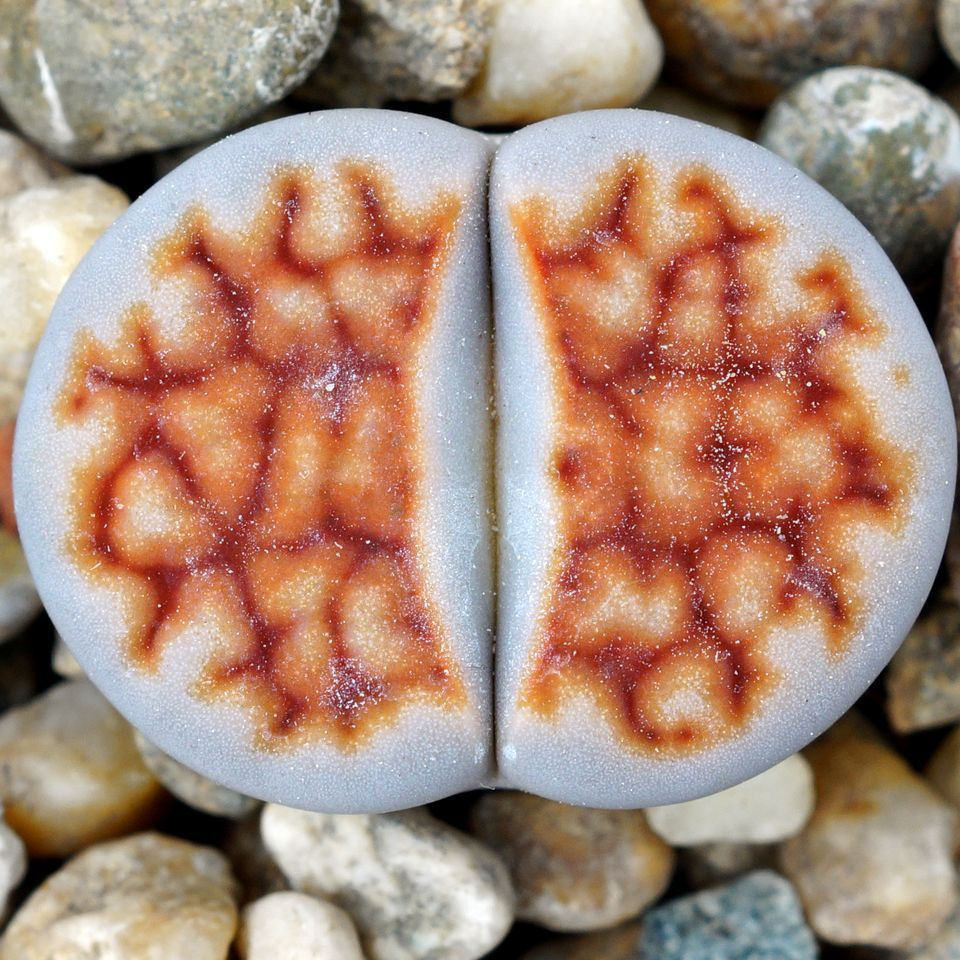 Lithops Karasmontana Summitatum seeds - 10