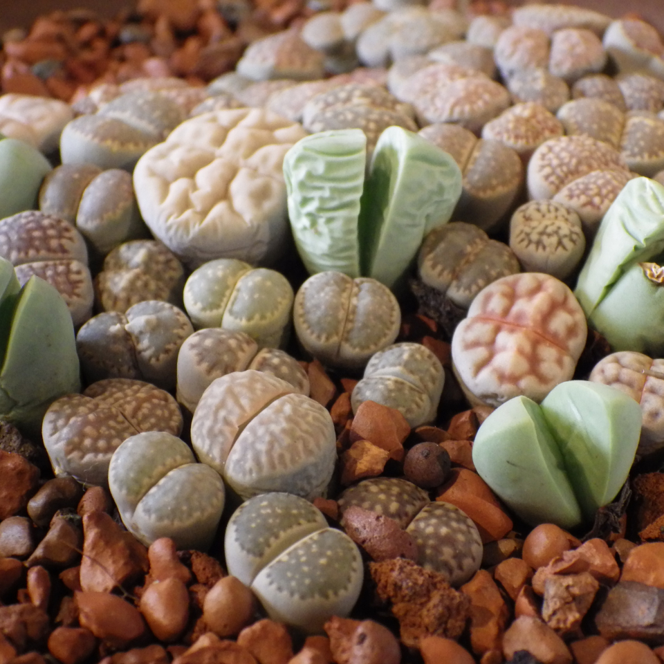 Lithops Julii Pallid SB1344 seeds - 10