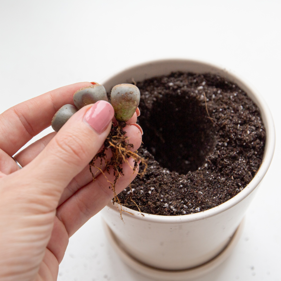 Lithops Julii Pallid SB1344 seeds - 10