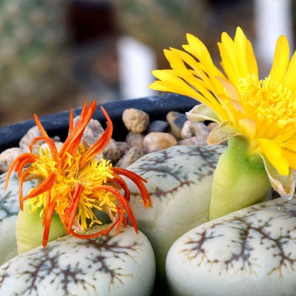 Lithops Julii Pallid SB1344 seeds - 10