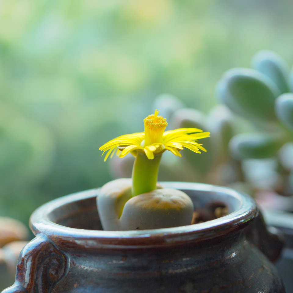 Lithops Julii Pallid SB1344 seeds - 10