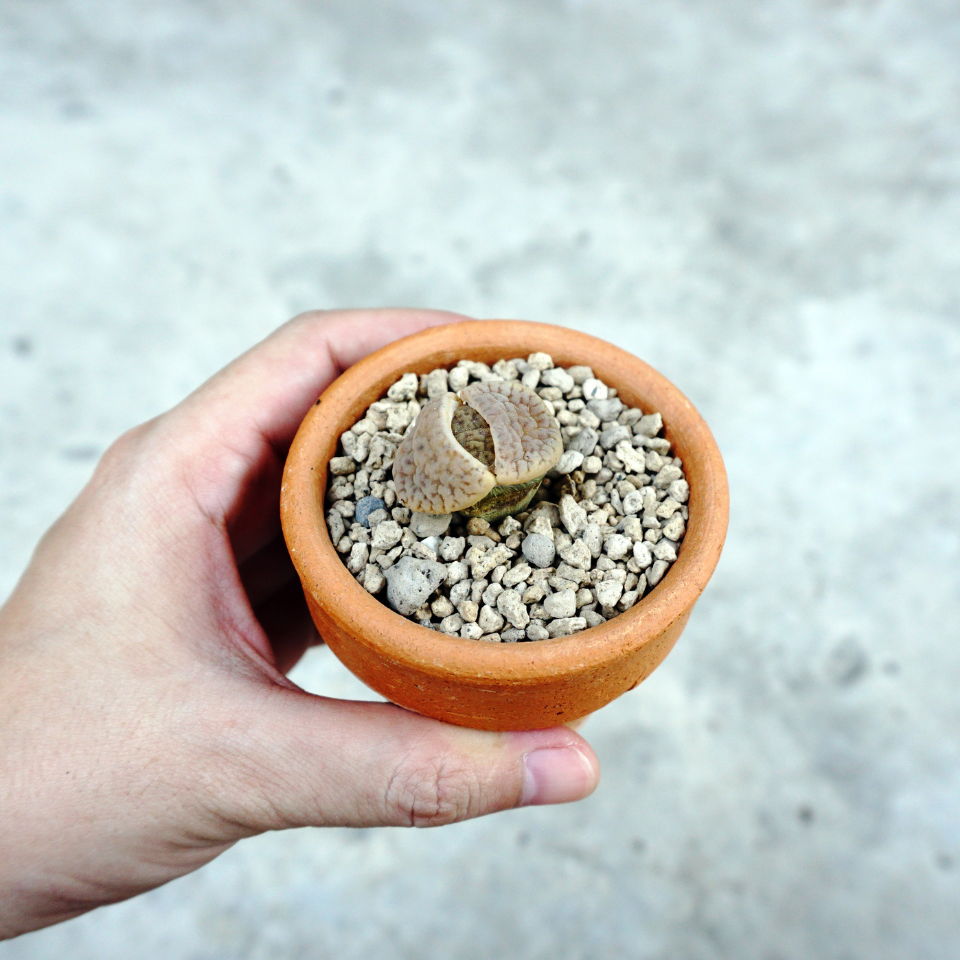 Lithops Julii Pallid SB1344 seeds - 10