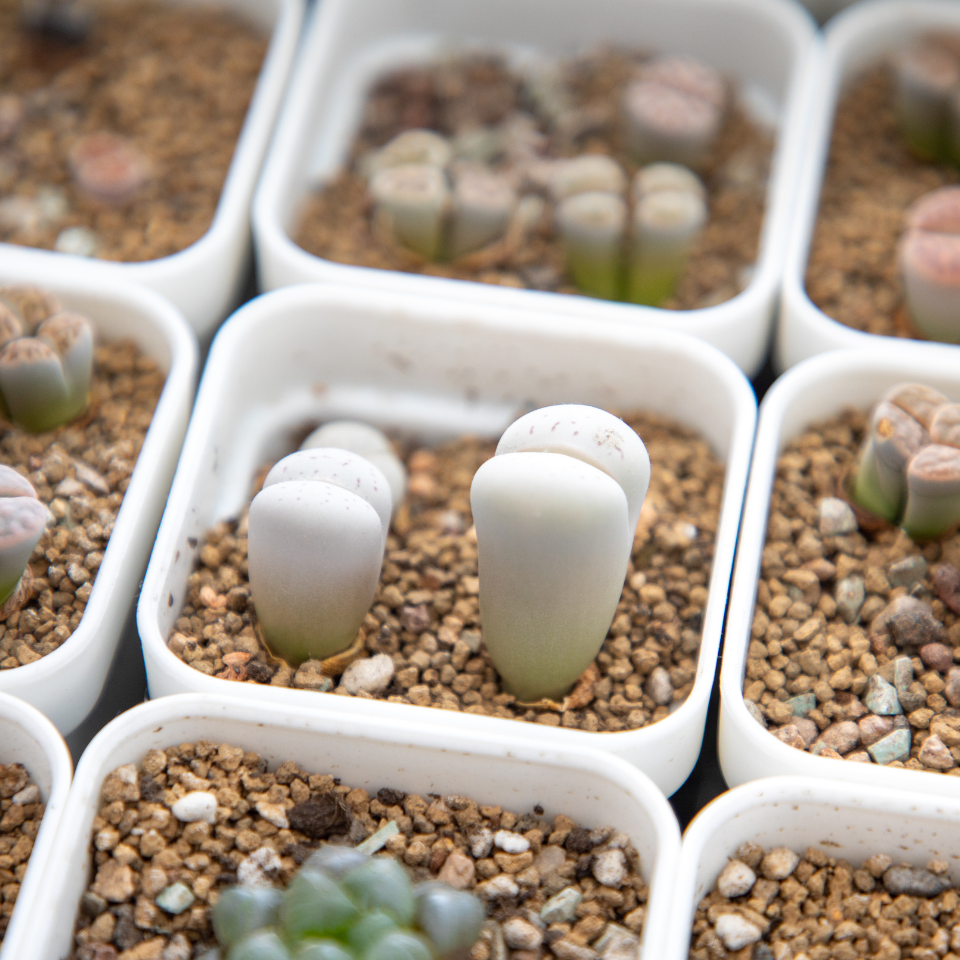 Lithops Julii Pallid SB1344 seeds - 10
