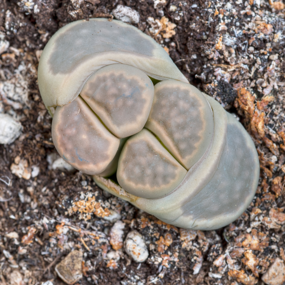 Lithops Julii Pallid SB1344 seeds - 10