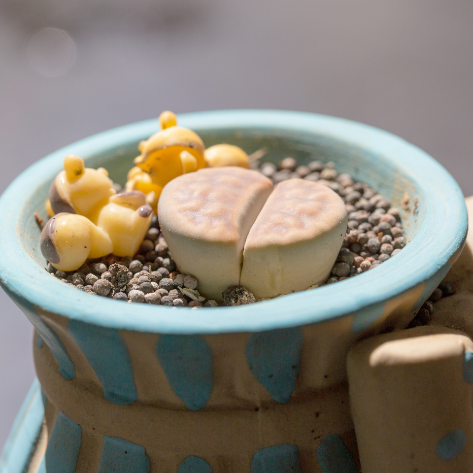 Lithops Julii Pallid SB1344 seeds - 10
