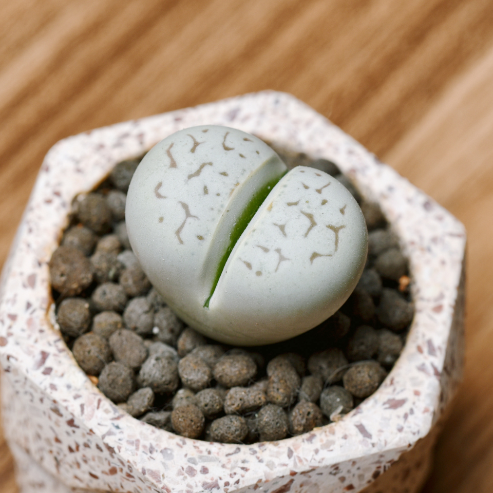 Lithops Julii Pallid SB1344 seeds - 10