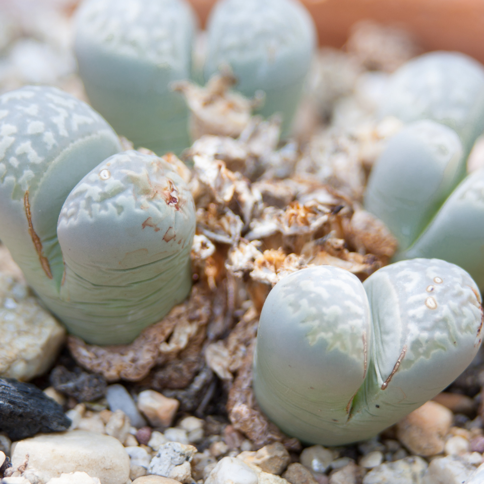 Lithops Julii Pallid SB1344 seeds - 10