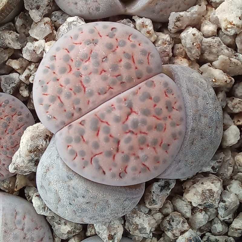 Lithops Fulviceps v.Lactinea seeds - 10