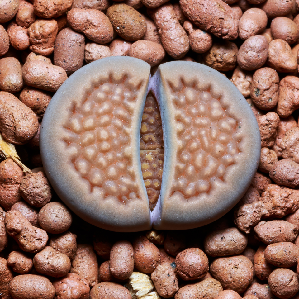 Lithops Fulviceps v.Lactinea seeds - 10