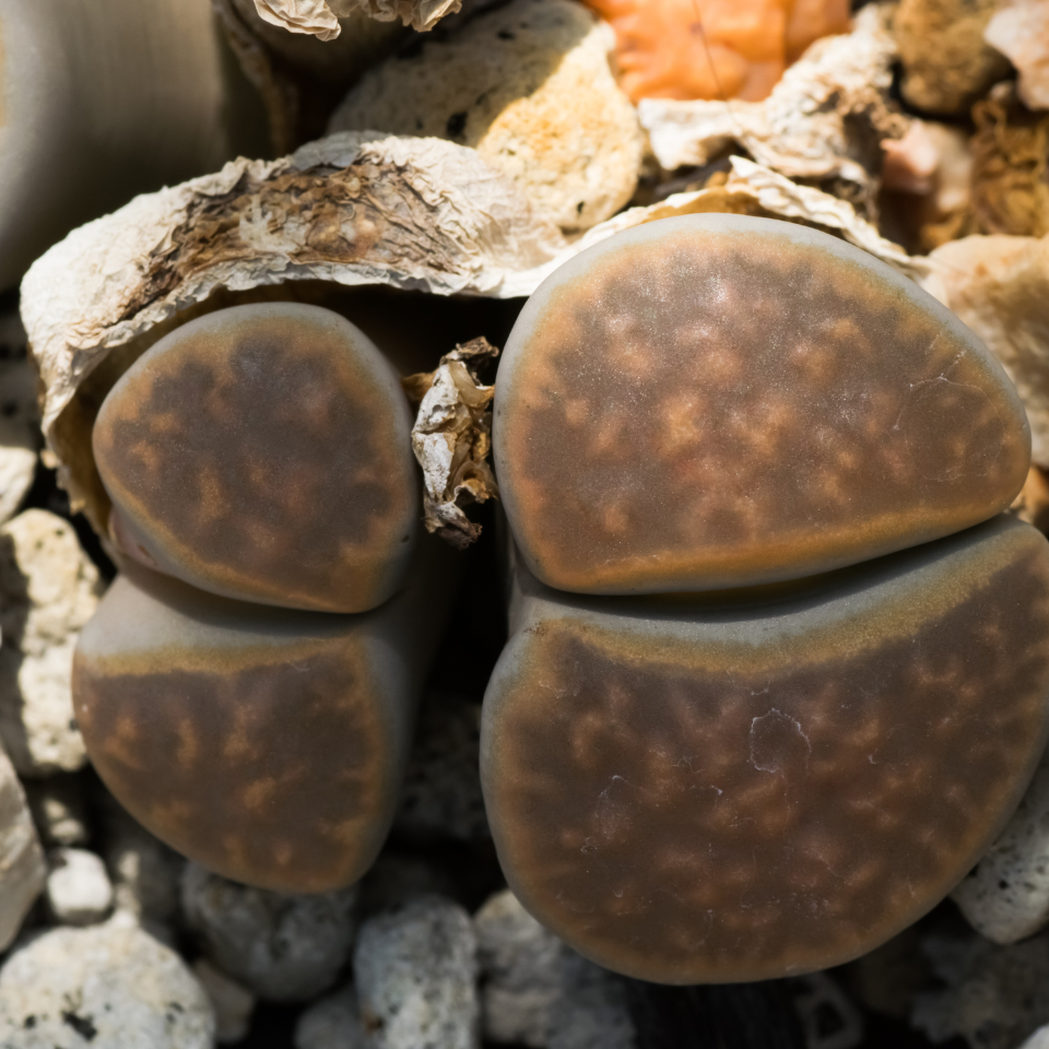 Lithops Fulviceps v.Lactinea seeds - 10