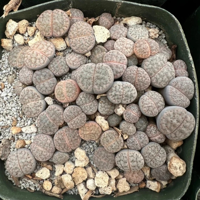 Lithops Fulviceps v.Lactinea seeds - 10