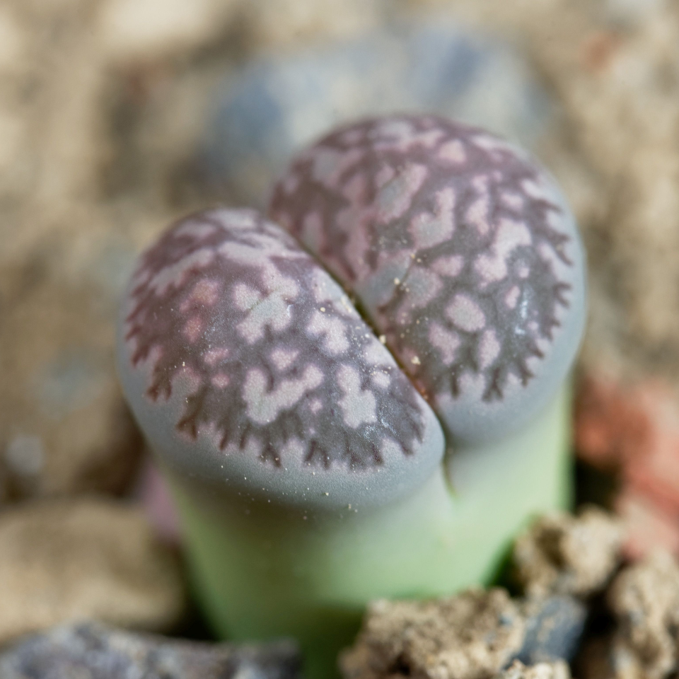 Lithops Fulviceps v.Lactinea seeds - 10