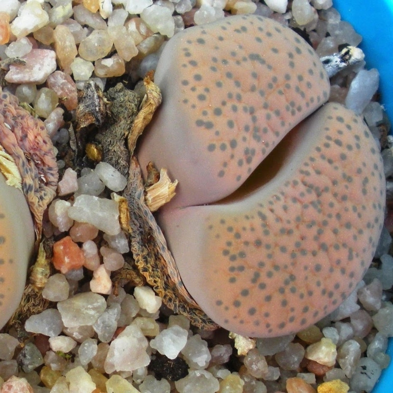 Lithops Fulviceps v.Lactinea seeds - 10