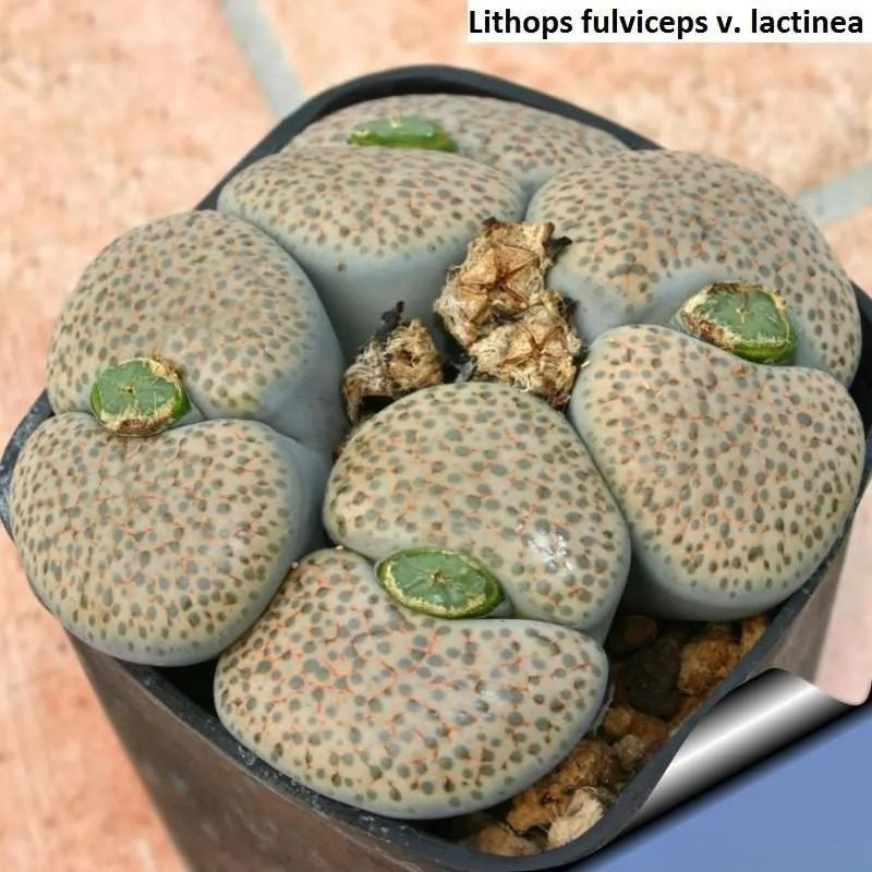 Lithops Fulviceps v.Lactinea seeds - 10