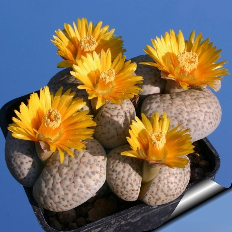 Lithops Fulviceps v.Lactinea seeds - 10