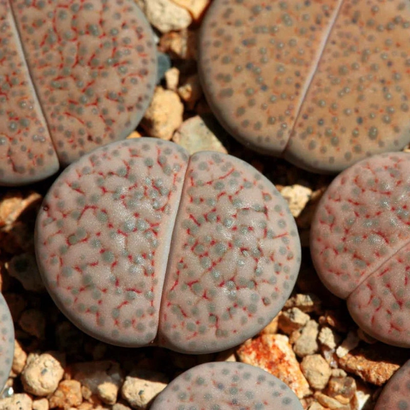 Lithops Fulviceps v.Lactinea seeds - 10