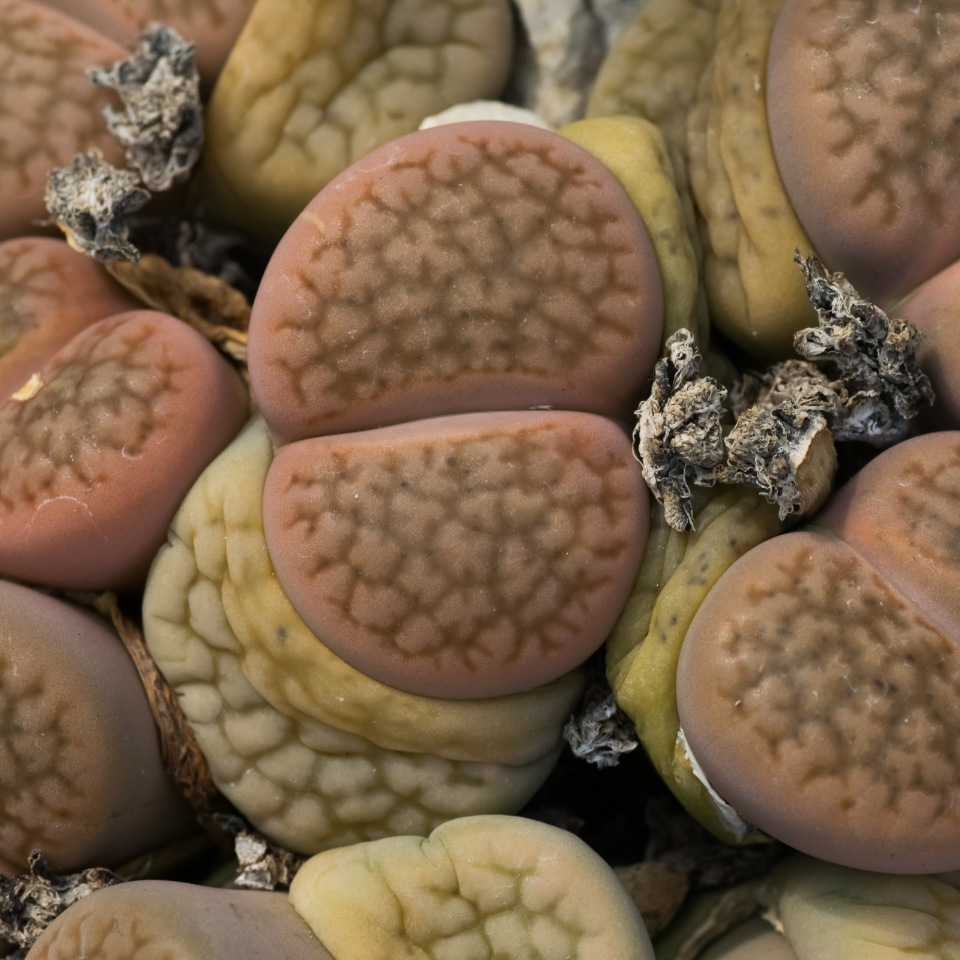 Lithops Fulviceps v.Lactinea seeds - 10