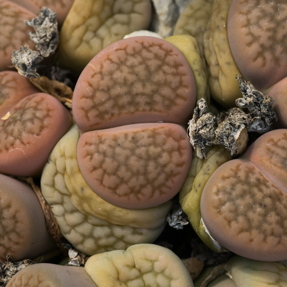 Lithops Hookeri v.Marginata seeds - 10
