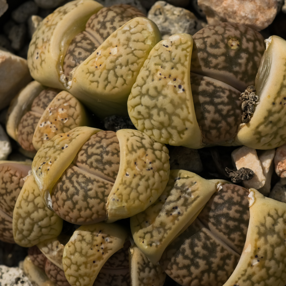 Lithops Hookeri v.Marginata seeds - 10