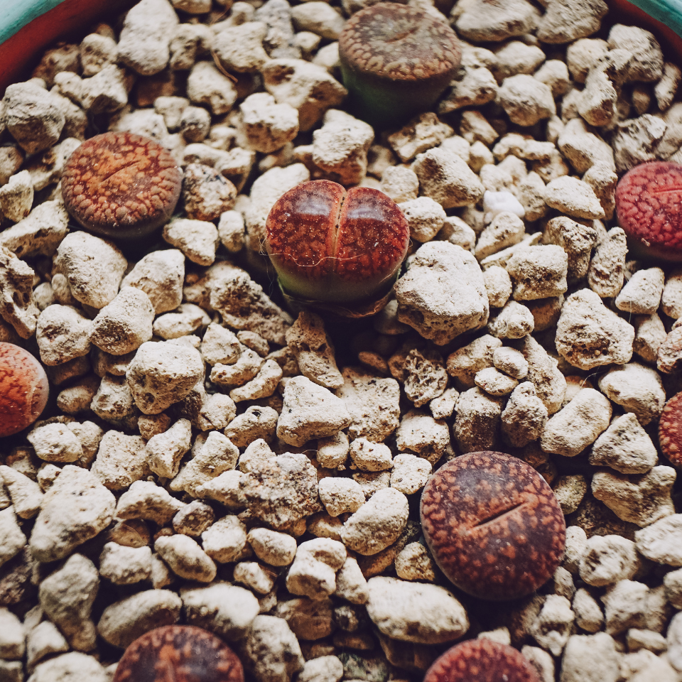 Lithops Hookeri v.Marginata seeds - 10