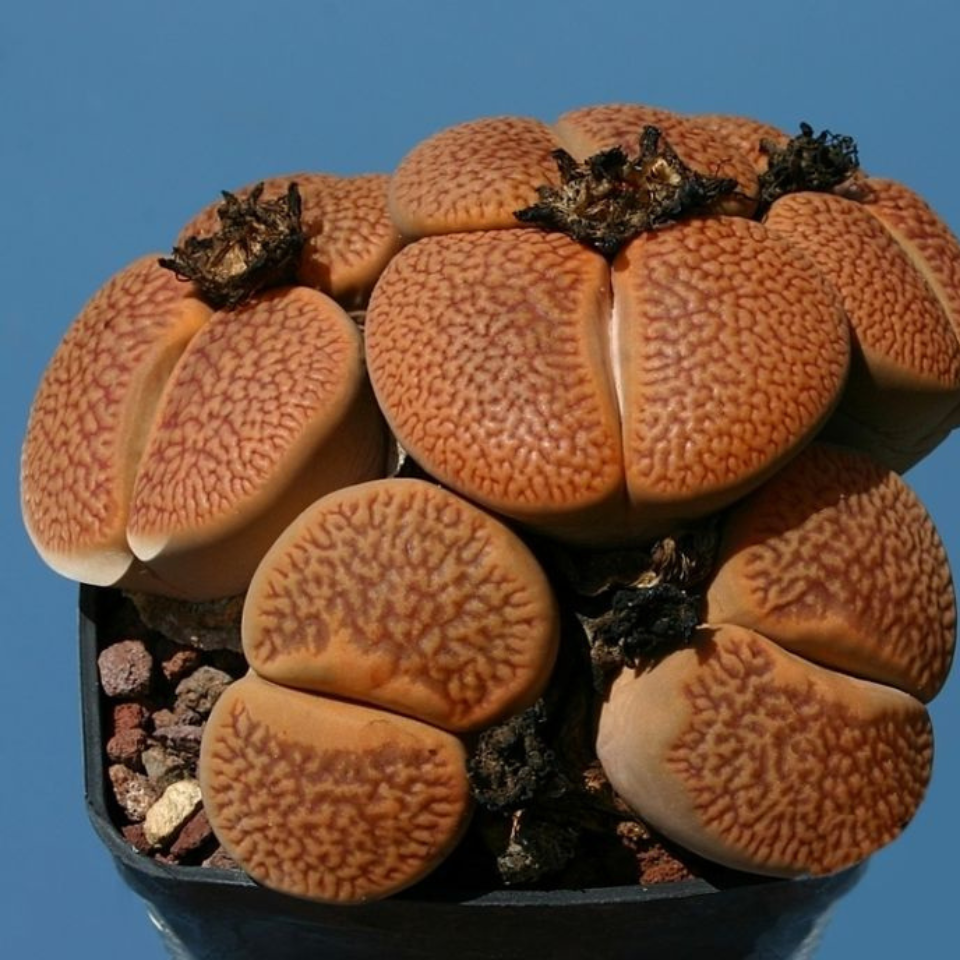 Lithops Hookeri v.Marginata seeds - 10