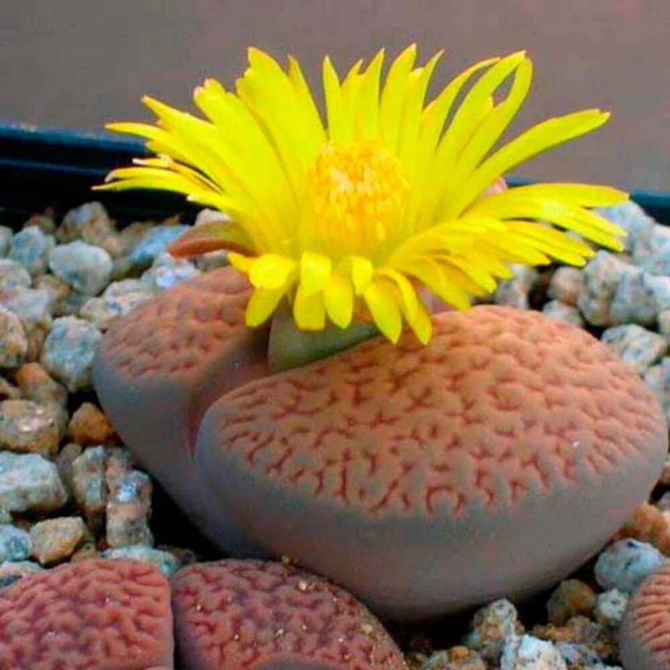 Lithops Hookeri v.Marginata seeds - 10