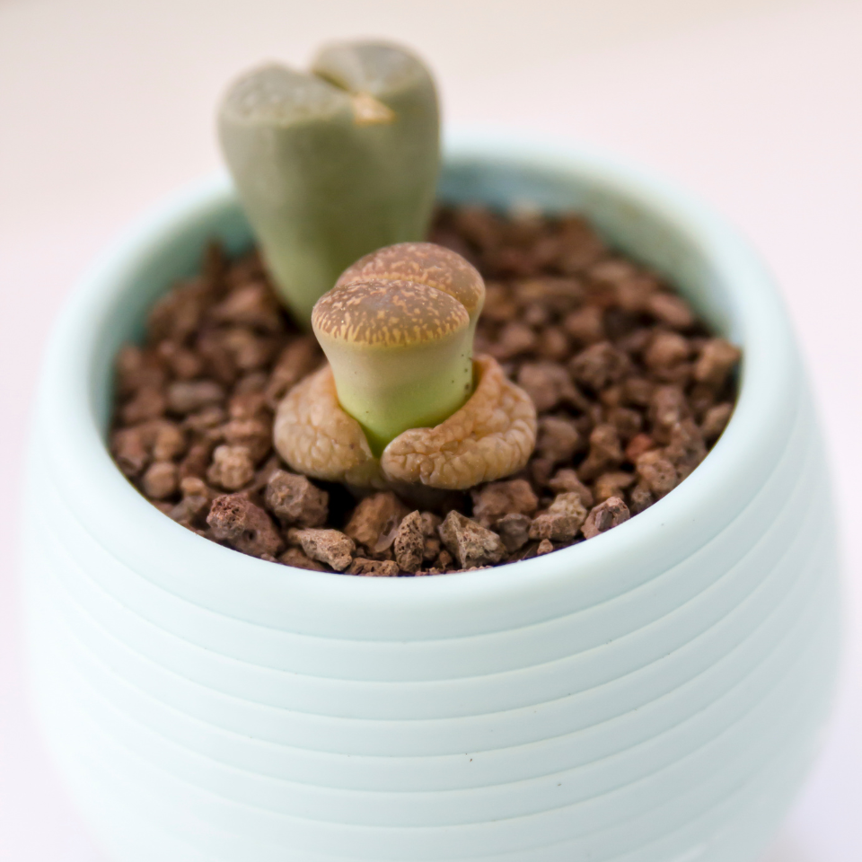 Lithops Hookeri v.Marginata seeds - 10