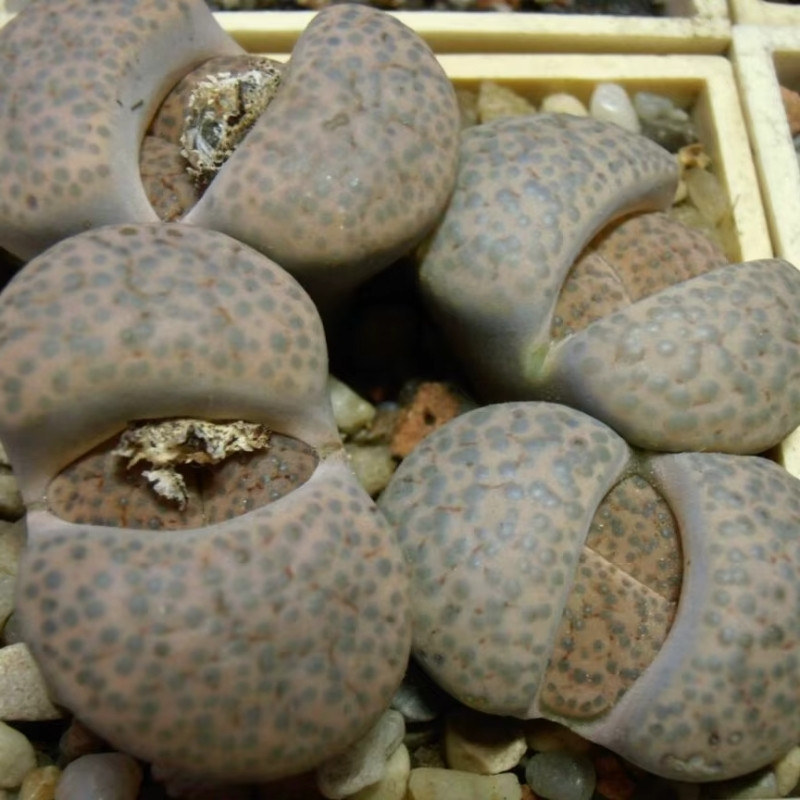 Lithops Fulviceps Lydiae seeds - 10