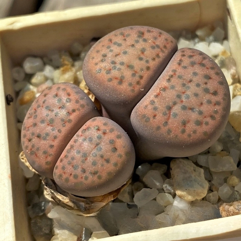 Lithops Fulviceps Lydiae seeds - 10