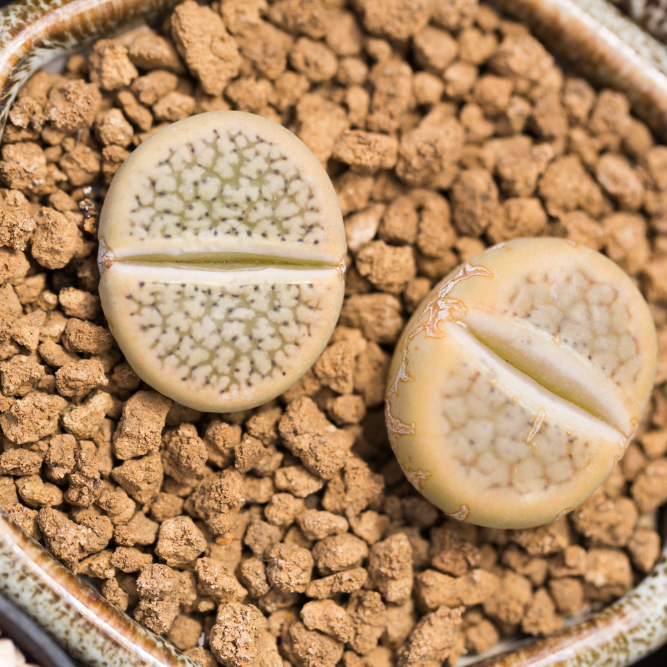 Lithops Fulviceps Lydiae seeds - 10
