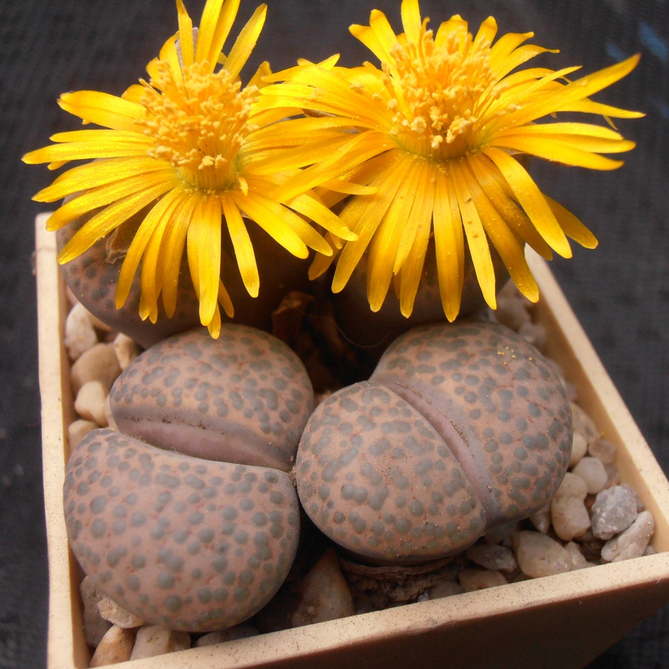 Lithops Fulviceps Lydiae seeds - 10