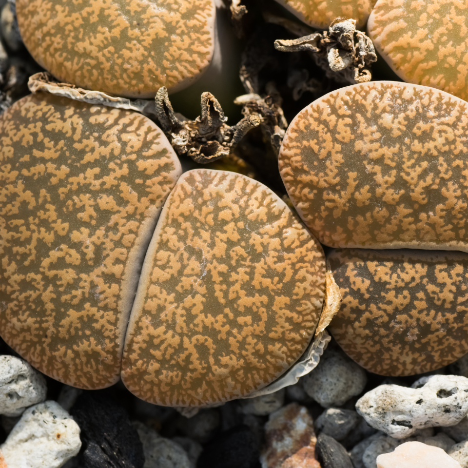 Lithops Fulviceps Lydiae seeds - 10