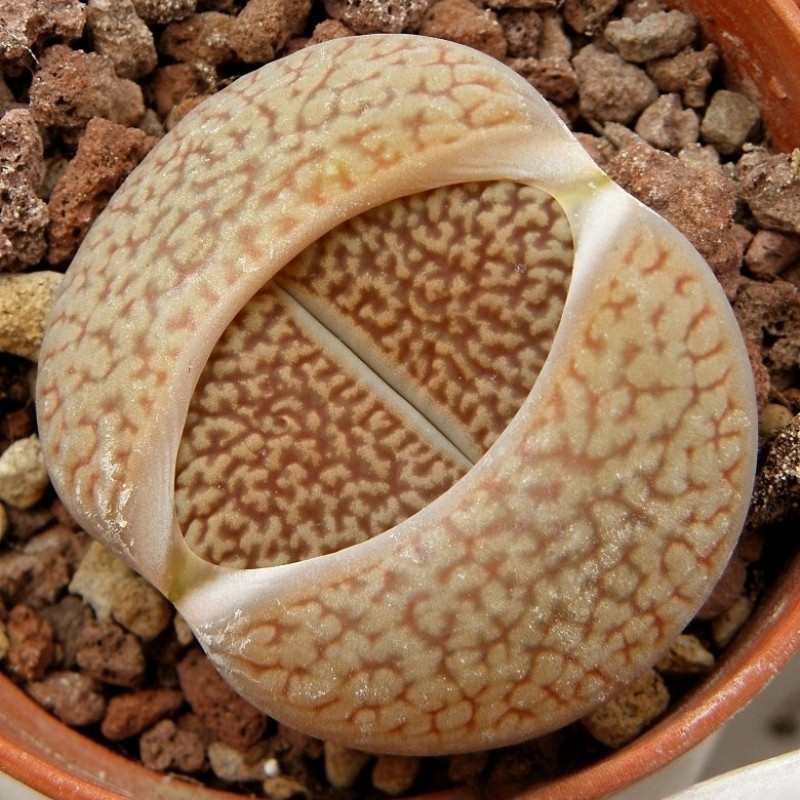 Lithops Hookeri Vermiciulate seeds - 10