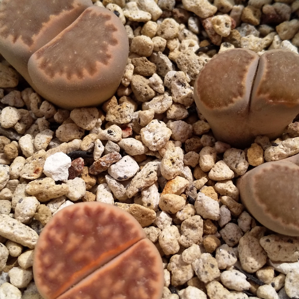 Lithops Hookeri Vermiciulate seeds - 10