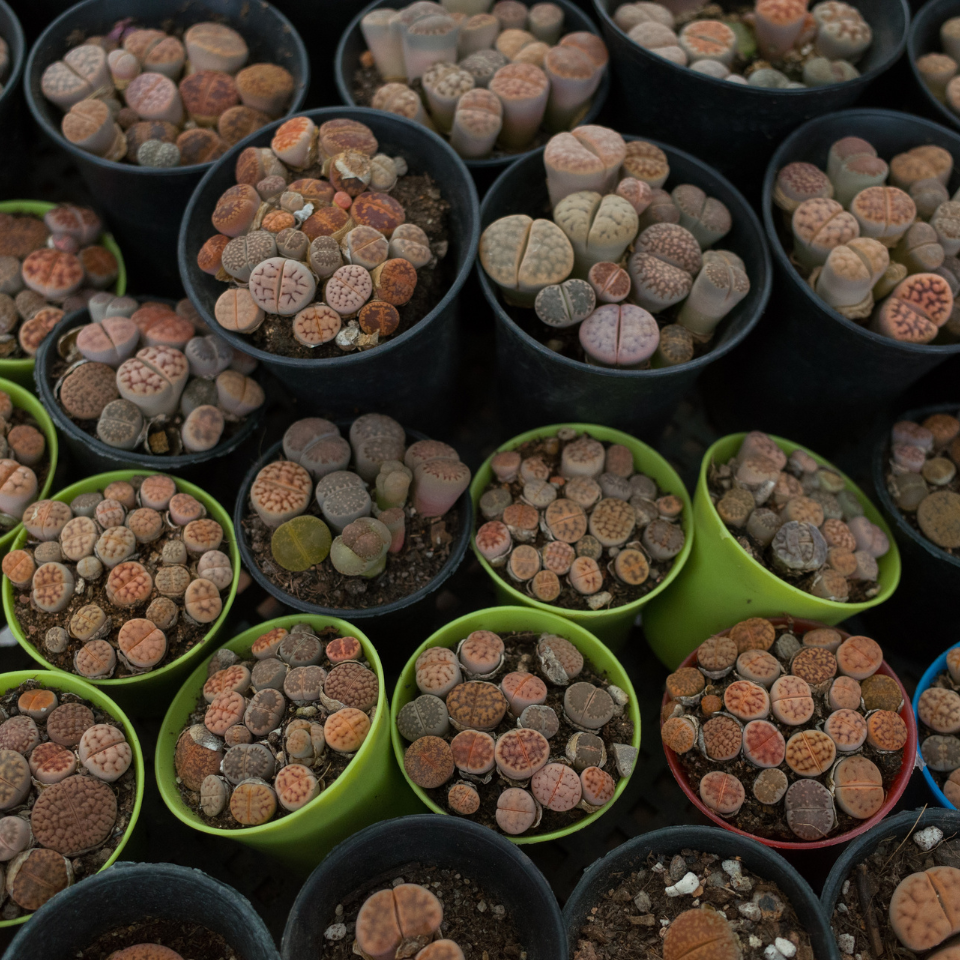 Lithops Hookeri Vermiciulate seeds - 10