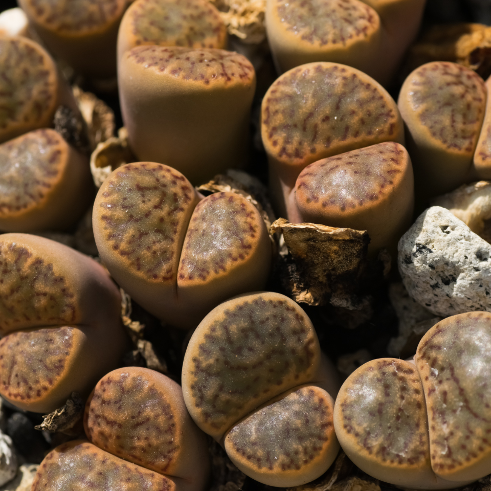 Lithops Hookeri Vermiciulate seeds - 10
