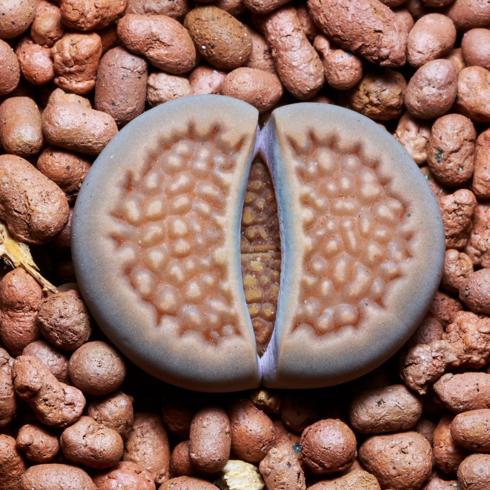Lithops Hookeri Vermiciulate seeds - 10