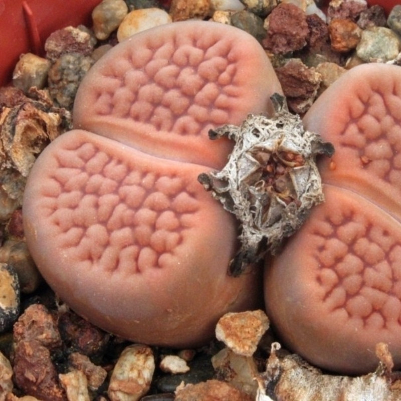 Lithops Hookeri Vermiciulate seeds - 10