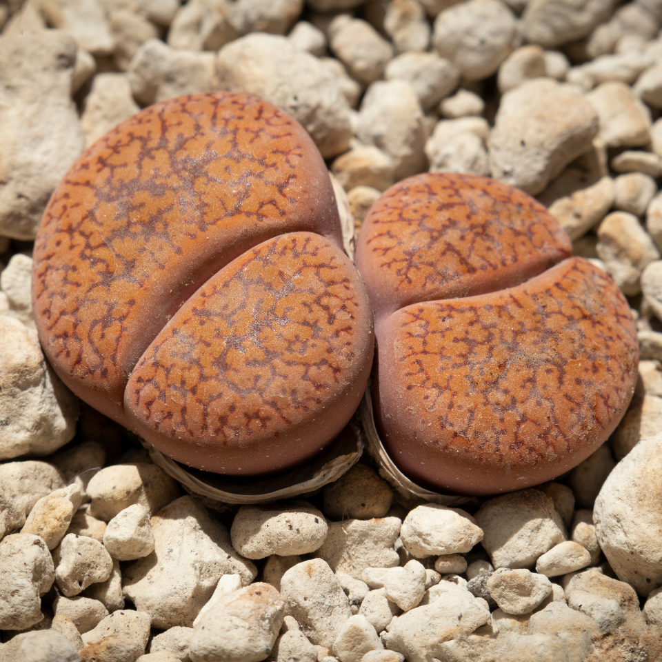 Lithops Hookeri Vermiciulate seeds - 10