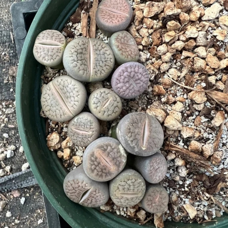 Lithops Hookeri Vermiciulate seeds - 10