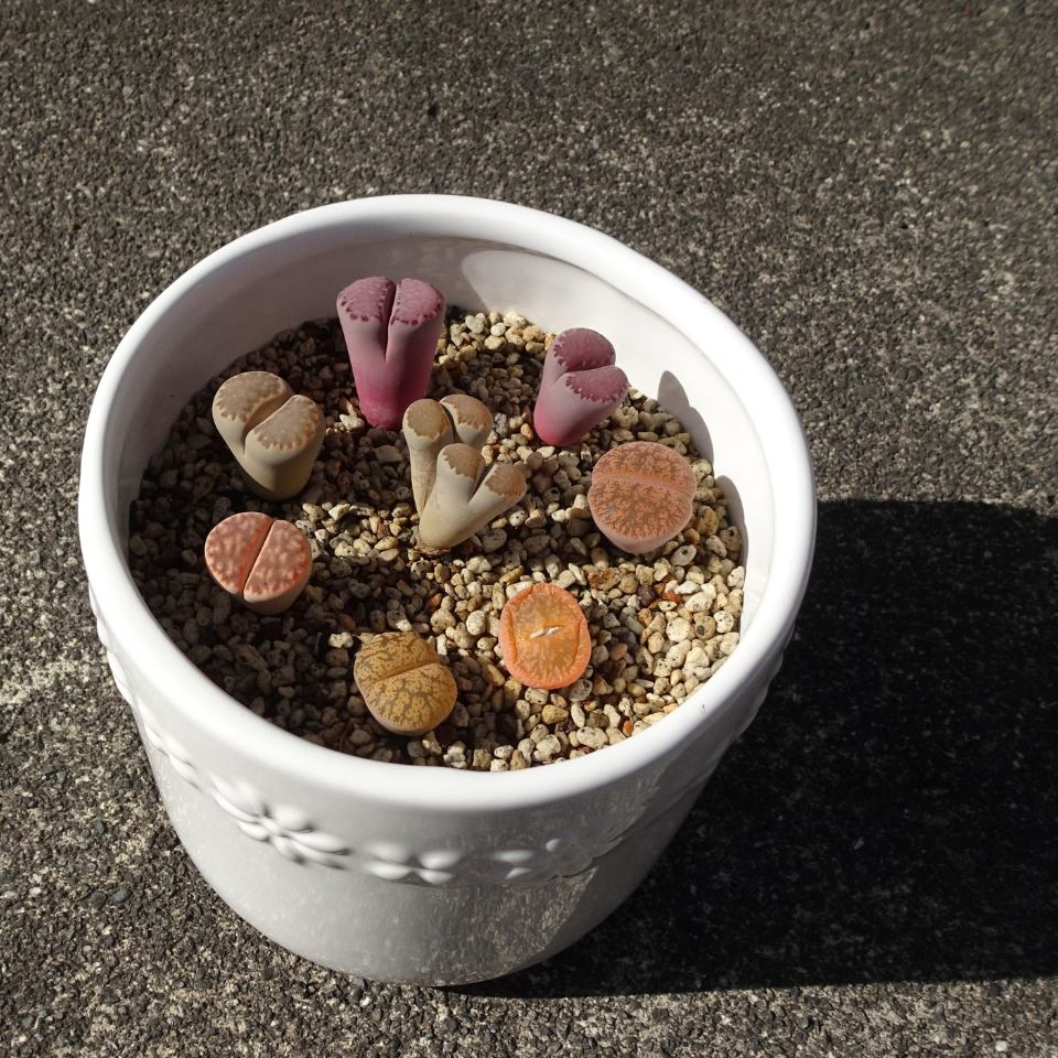 Lithops Karasmontana v.Lericheana seeds - 10