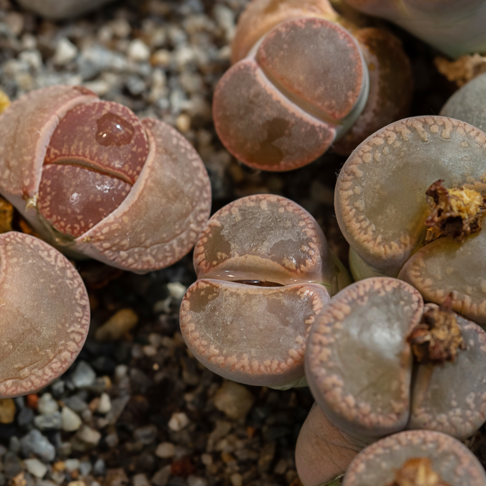 Lithops Karasmontana v.Lericheana seeds - 10