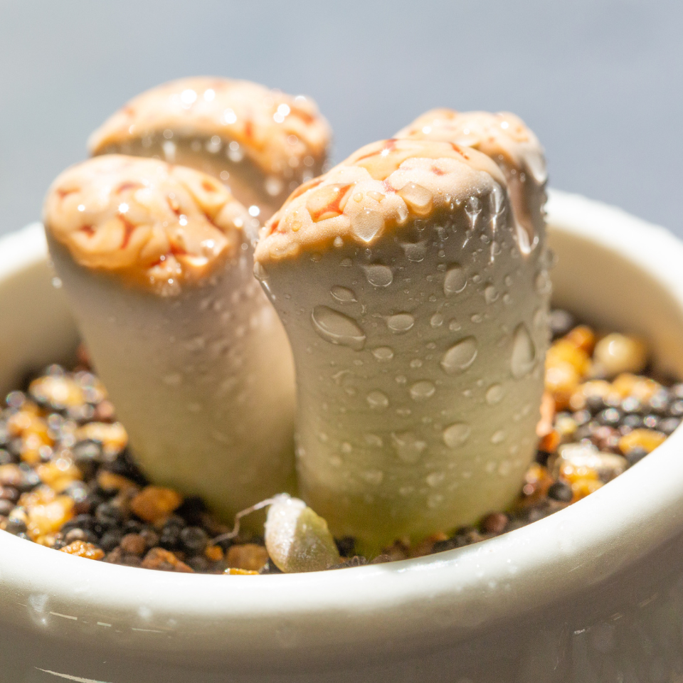 Lithops Karasmontana v.Lericheana seeds - 10