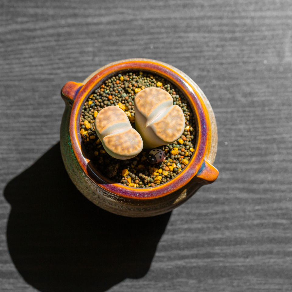Lithops Karasmontana v.Lericheana seeds - 10