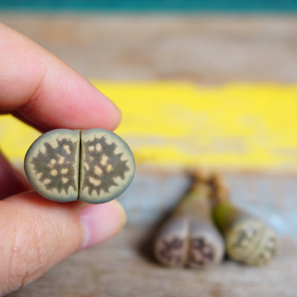 Lithops Karasmontana v.Lericheana seeds - 10