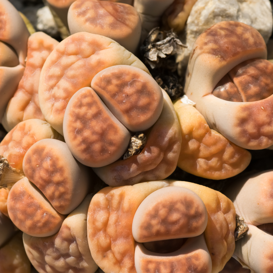 Lithops Karasmontana v.Lericheana seeds - 10