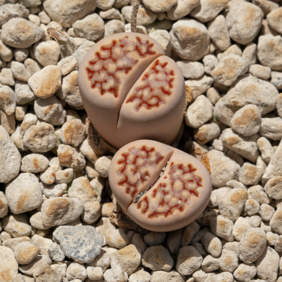 Lithops Karasmontana v.Lericheana seeds - 10